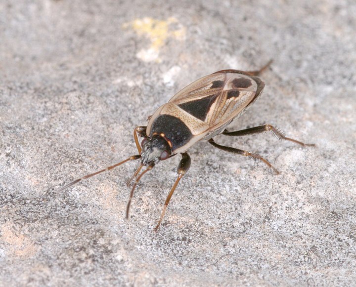 Heteroptera: di tutto un po'' dalla Puglia