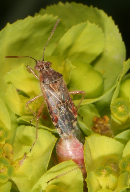 Heteroptera: di tutto un po'' dalla Puglia