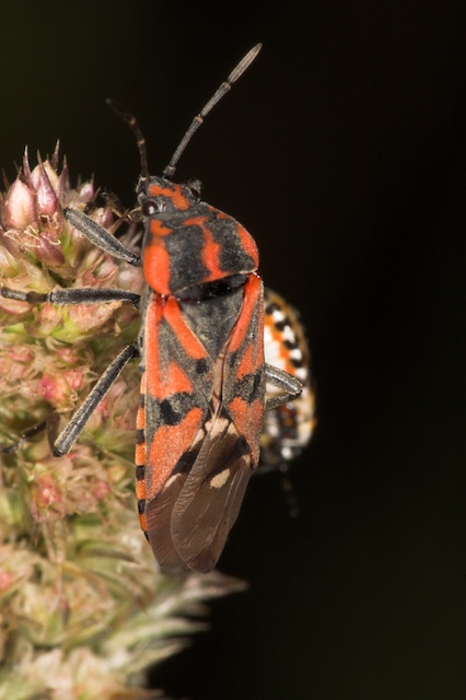 Heteroptera: di tutto un po'' dalla Puglia