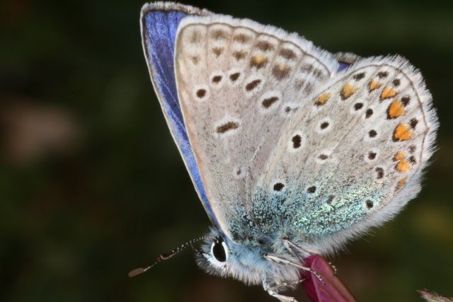 Polyommatus thersites? - No, Polyommatus icarus