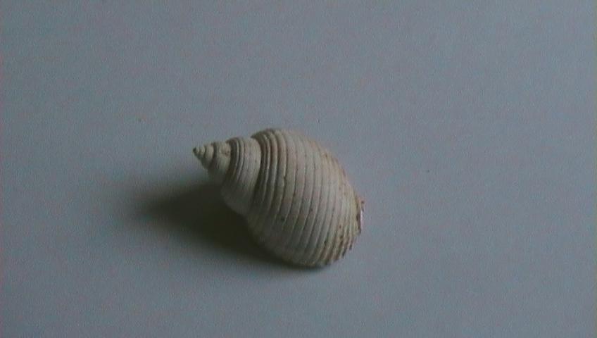 nassarius mutabilis?