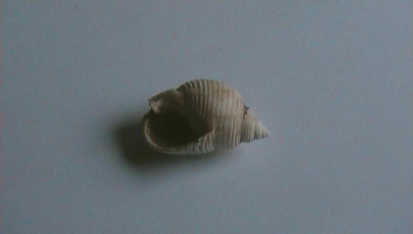 nassarius mutabilis?