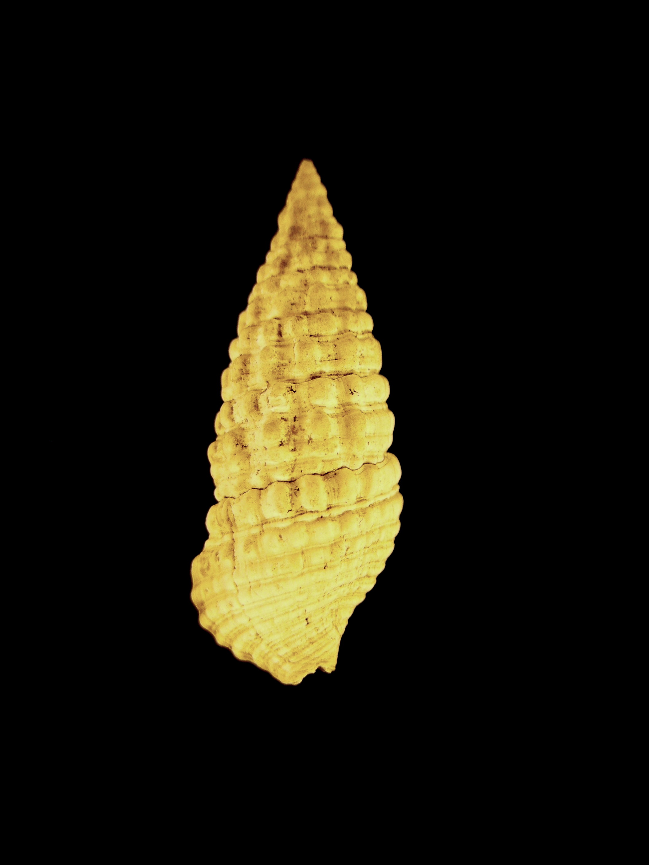 Cerithium costatum (Borson, 1821) - Pliocene - Toscana