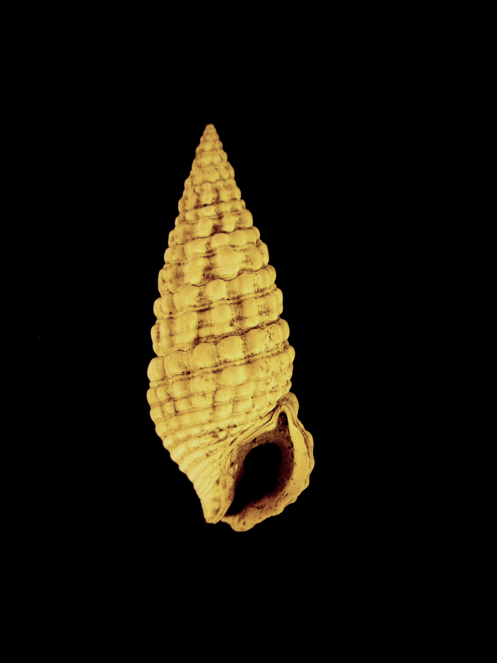 Cerithium costatum (Borson, 1821) - Pliocene - Toscana