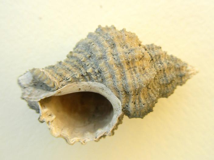 Ocinebrina imbricata (Br., 1814) Pliocene - Castelfiorentino