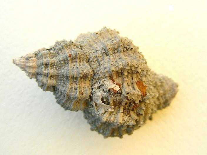 Ocinebrina imbricata (Br., 1814) Pliocene - Castelfiorentino