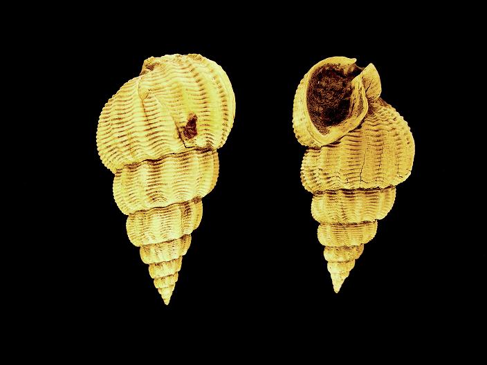 Nassarius prysmaticus (Brocchi, 1814) Pliocene - Spicchio