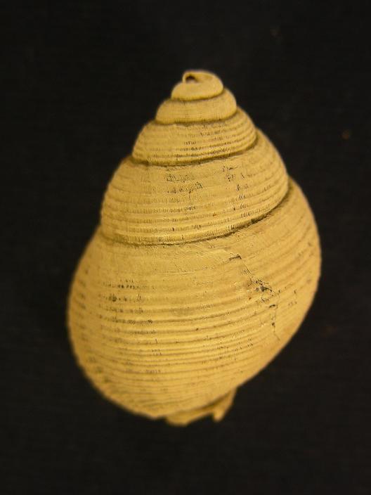 Demoulia conglobata (Brocchi, 1814)  Pliocene - Toscana