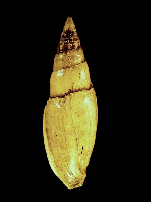 Mitra fusiformis (Brocchi, 1814)  Pliocene Corazzano