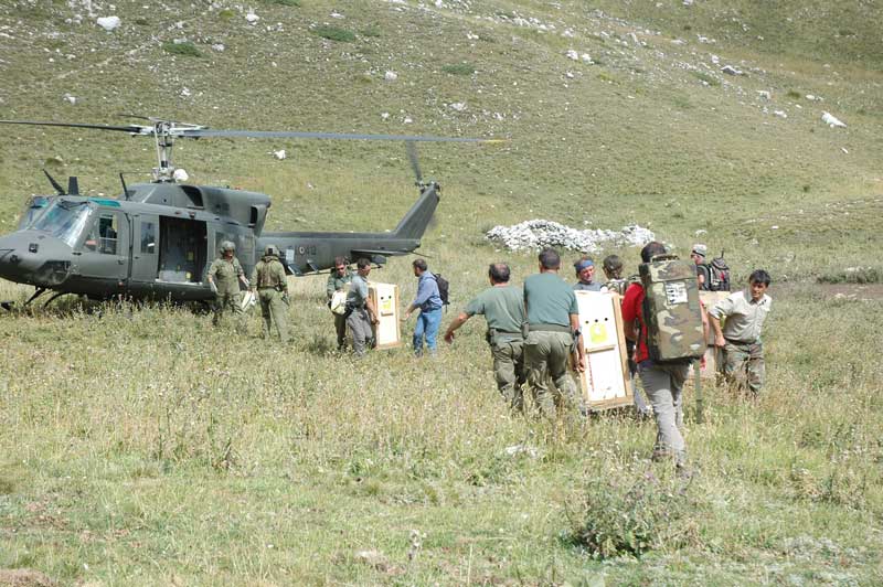 REINTRODUZIONE CAMOSCIO D''ABRUZZO SIBILLINI! 2008