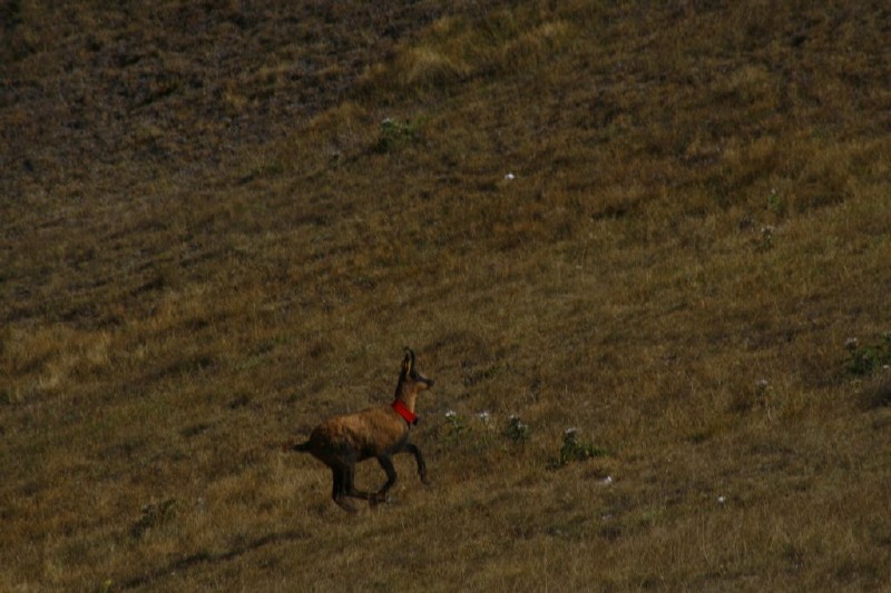 REINTRODUZIONE CAMOSCIO D''ABRUZZO SIBILLINI! 2008