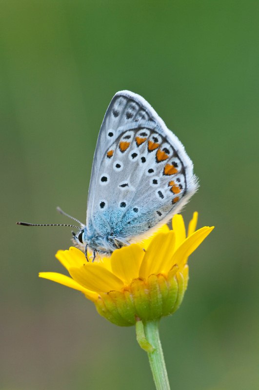 Polyommatus bellargus..forse?