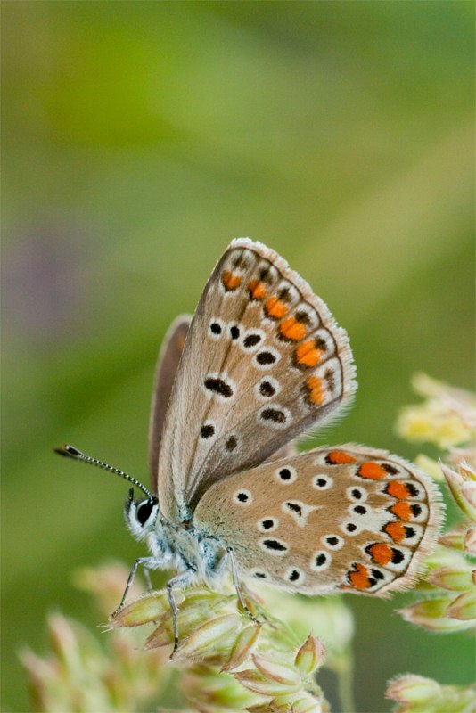 Polyommatus bellargus..forse?