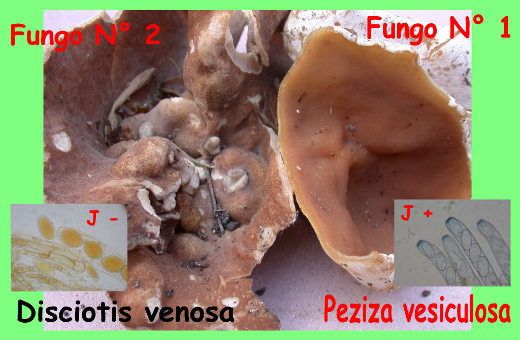 QUIZ per due funghi ... diversi