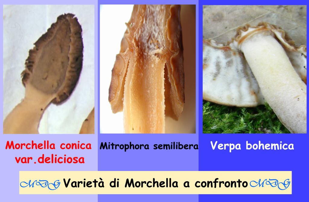 Morchella? Verpa?