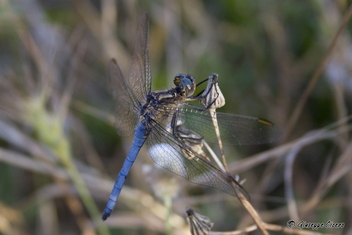 libellulidae da id - Orthetrum coerulescens anceps