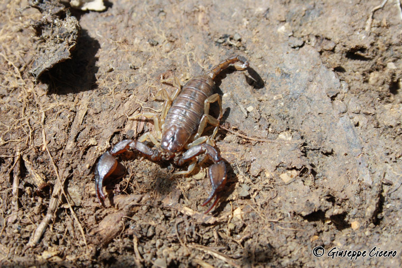 Euscorpius sicanus delle Madonie