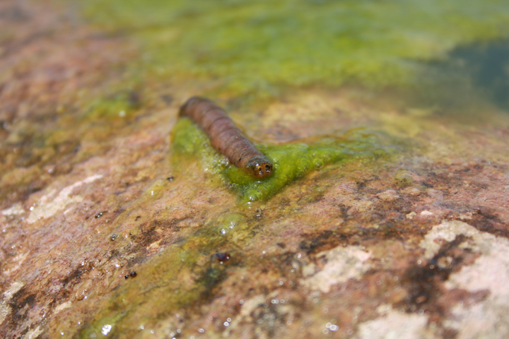 larva di dittero?