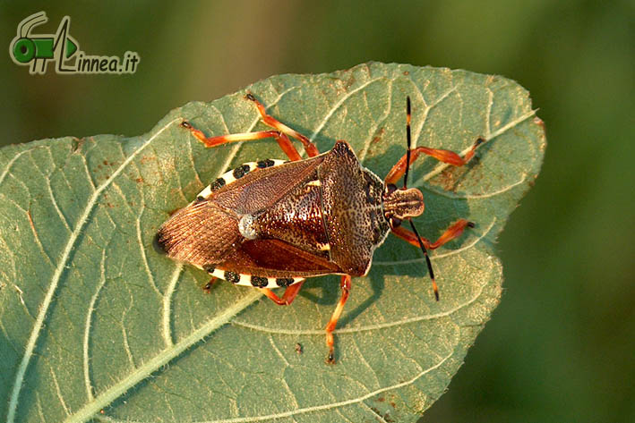 Pentatomidae: Pinthaeus sanguinipes del Pavese