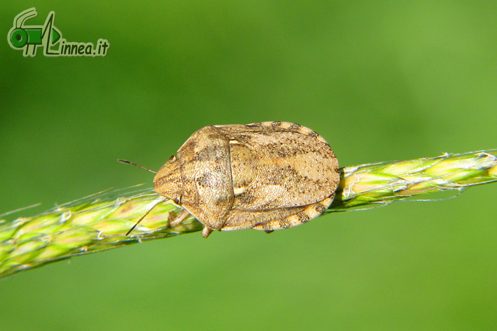 Eurygaster testudinaria