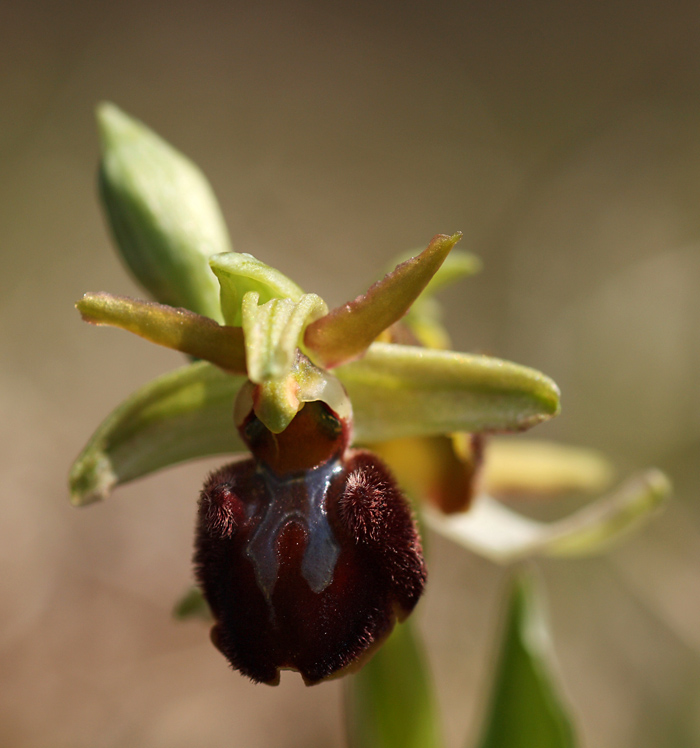 Ophrys sphegodes