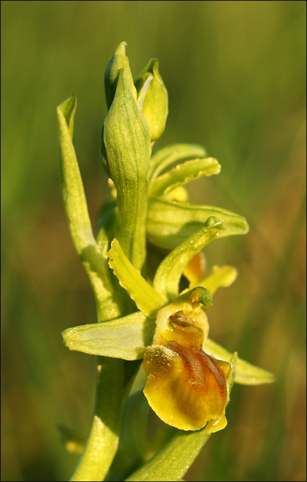 Ophrys sphegodes var. clorantha