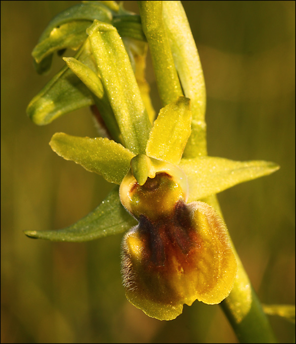 Ophrys sphegodes var. clorantha