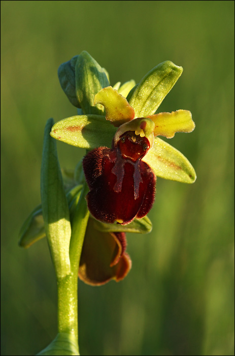 Ophrys sphegodes var. clorantha