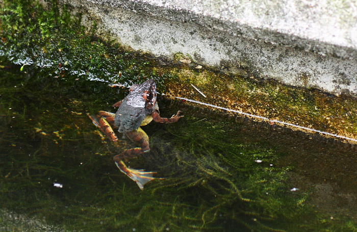 Da identificare - Rana dalmatina