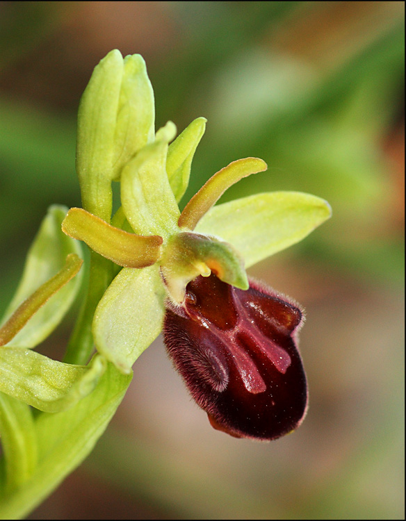 Vorrei un parere su questa Ophrys