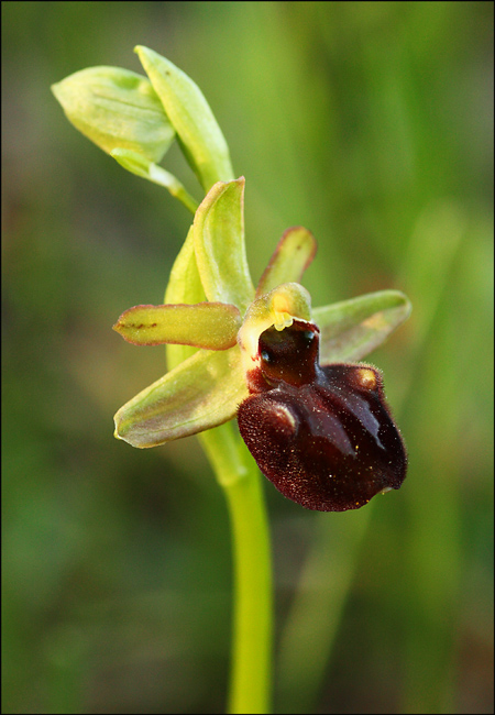 Vorrei un parere su questa Ophrys