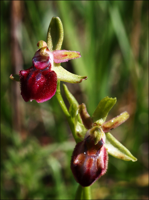 Ophrys sphegodes color fragola