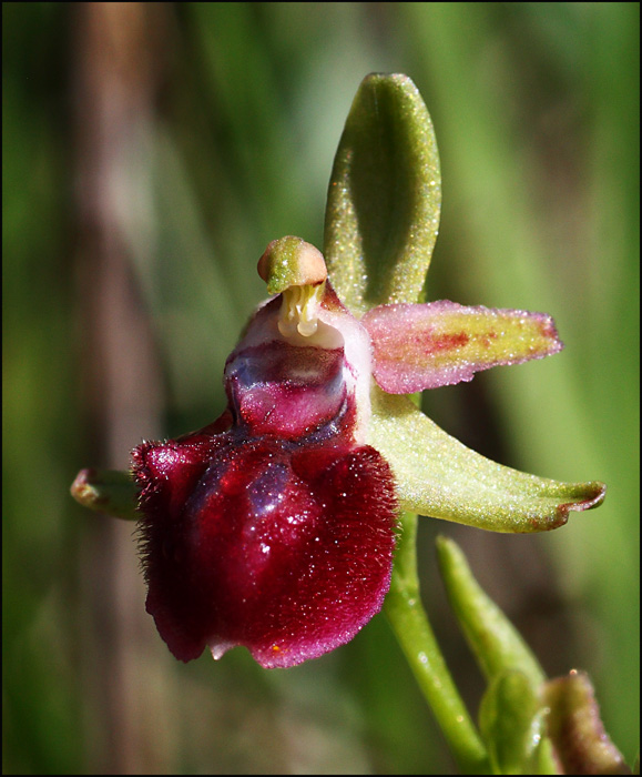 Ophrys sphegodes color fragola