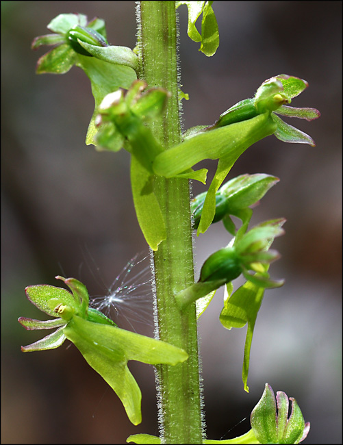 Le prime Listera ovata