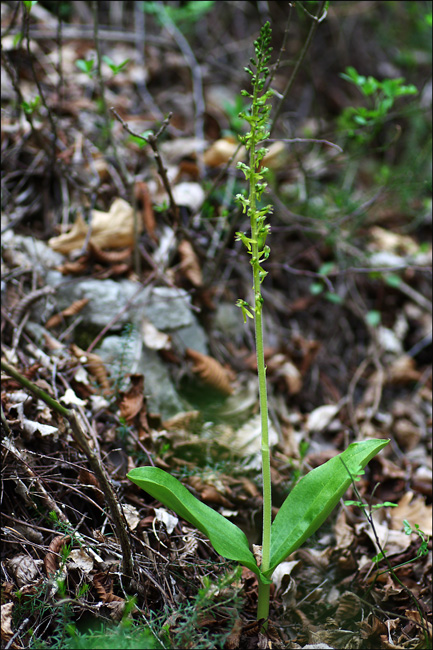 Le prime Listera ovata