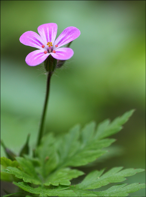 Geranium robertianum