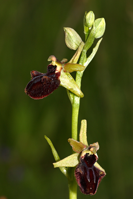 i soliti dubbi: Ophrys sphegodes o incubacea?