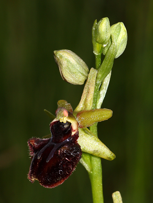 i soliti dubbi: Ophrys sphegodes o incubacea?