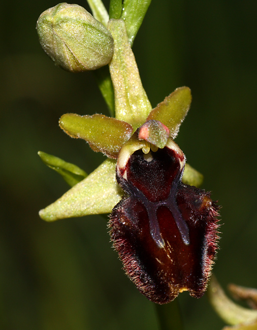 i soliti dubbi: Ophrys sphegodes o incubacea?