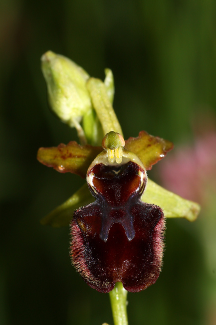 i soliti dubbi: Ophrys sphegodes o incubacea?