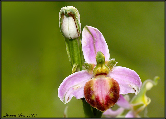 Ophrys apifera var. tilaventina