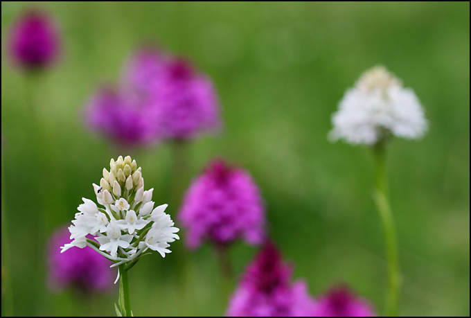 Anacamptis piramidalis albina