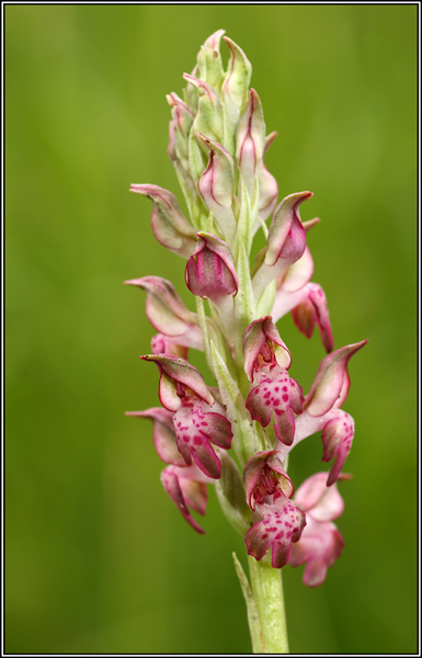 Anacamptis coriophora