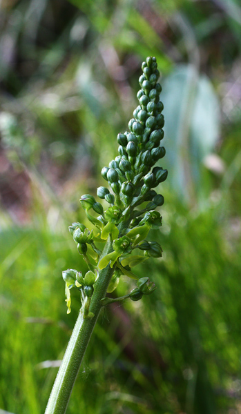 Listera ovata super