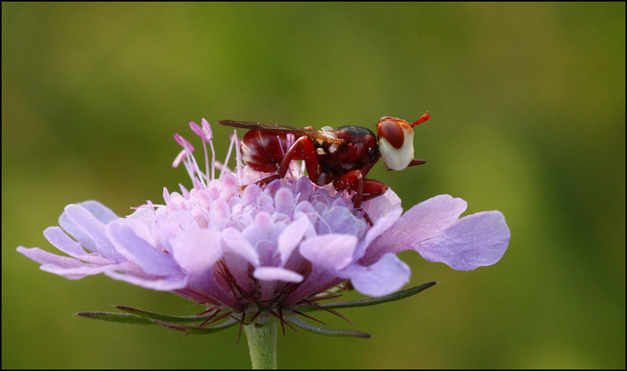 da identificare - cf. Myopa dorsalis