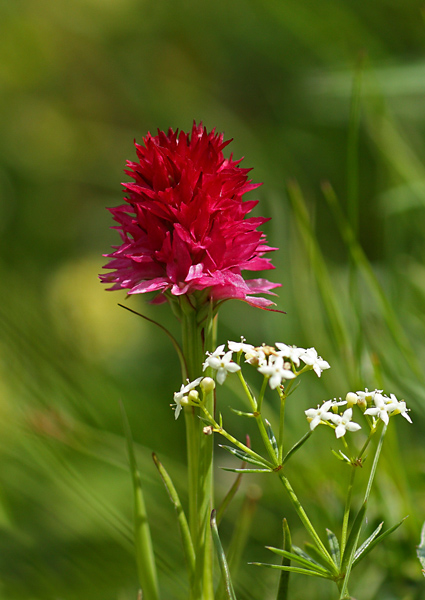 Nigritella rubra (o bicolor?)