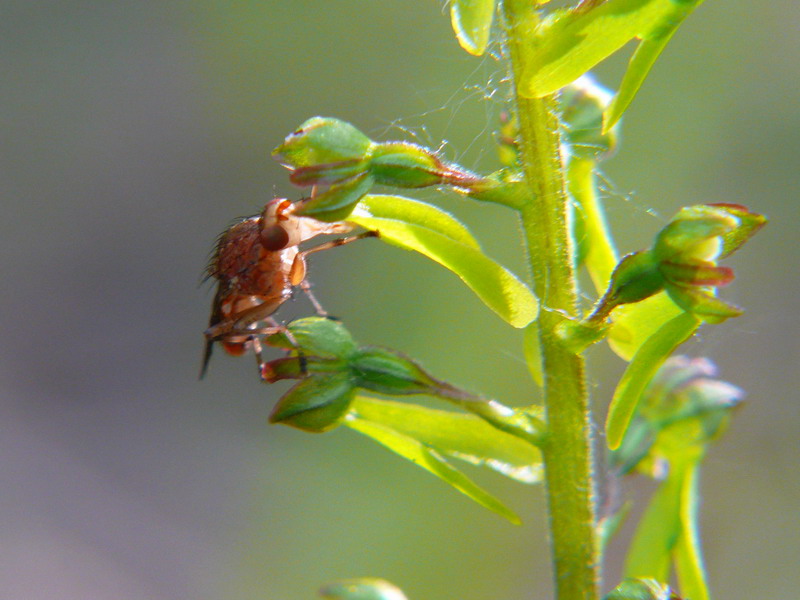 Neottia ovata e impollinatore