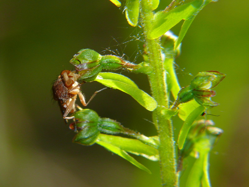 Neottia ovata e impollinatore