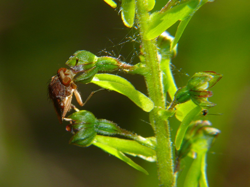 Neottia ovata e impollinatore