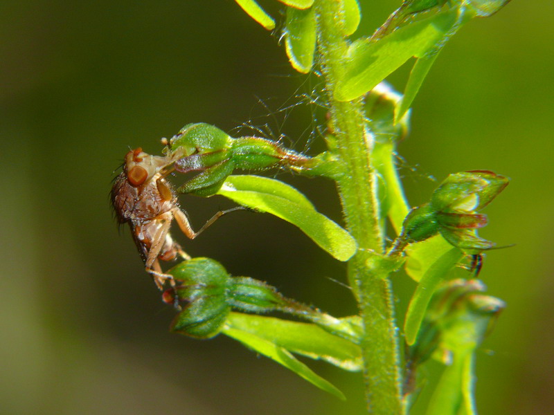 Neottia ovata e impollinatore